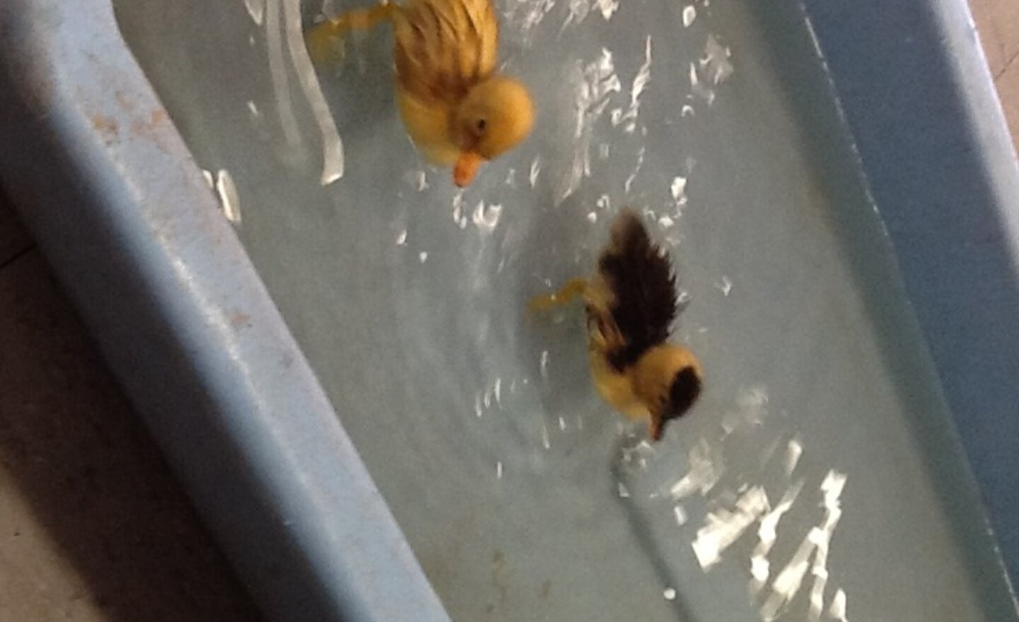 Image of 2 Little Ducks Went Swimming One Day